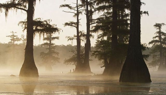 Misty bayou with bald cypress trees rising from water, spanish moss and fog reflections