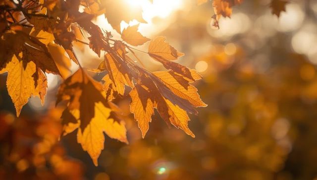 Maple Leaves Glowing in Autumnal Sunlight