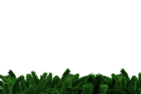 Transparent Background with Lush Green Fir Needles for Nature Design - Download Free Stock Videos Pikwizard.com