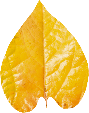 Close-Up of Vibrant Yellow Leaf on Transparent Background - Download Free Stock Videos Pikwizard.com