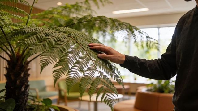 Man gently touching indoor fern frond in airy lounge with natural daylight and greenery
