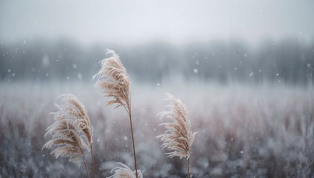 Frost-coated reed seedheads standing in snowy marshland with falling snow and soft bokeh