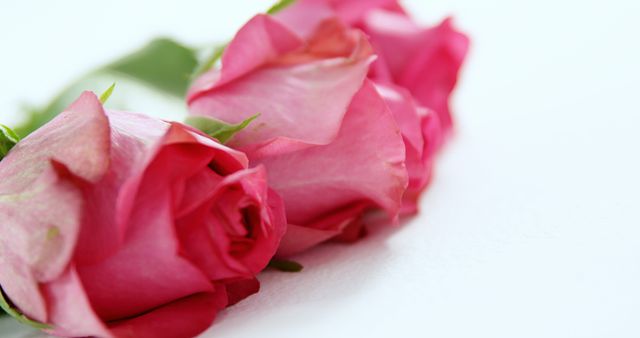 A close-up view of pink roses lying on a white background, with copy space. Pink roses often symbolize gratitude and admiration, making them a thoughtful gift for various occasions.