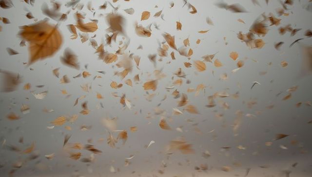 Autumn leaves swirling in gray sky breeze