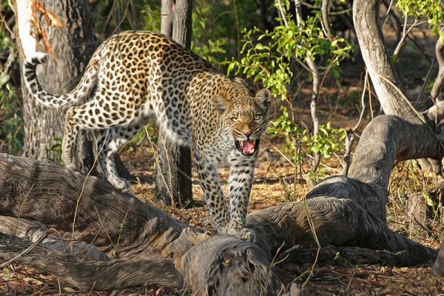 This image captures a leopard growling while walking through a dense forest. Ideal for projects related to wildlife conservation, environmental awareness, and safari adventures. Can be used in articles, presentations, and educational materials highlighting the behavior and habitat of big cats.