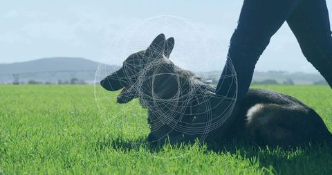 German Shepherd Relaxing with Owner in Green Field