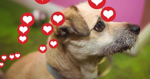 Heart Icons Surrounding Adorable Pet Dog Displaying Love