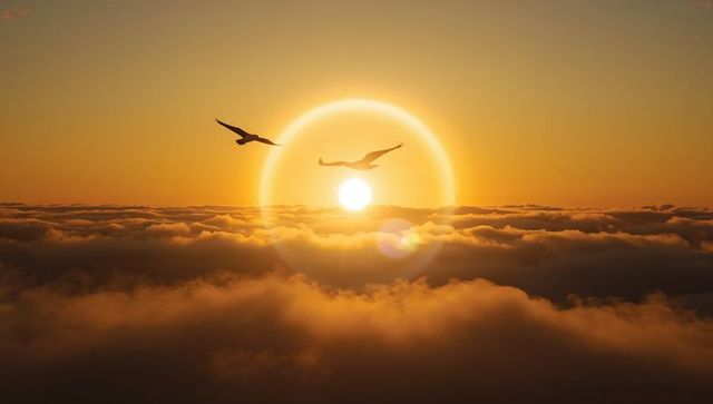 Gliding seagulls over golden panoramic cloudscape with sun halo and lens flare at sunrise