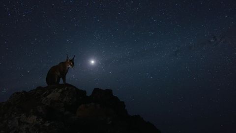 Caracal perched on rocky ridge under milky way night sky with bright star silhouette