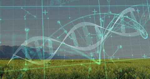 Biotechnology in agriculture: dna helix over farmland landscape