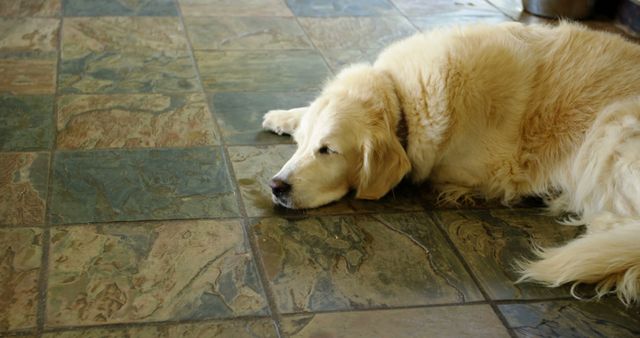 Golden Retriever peacefully lying on colorful tiled floor indoors. Ideal for uses in articles about pet care, home design with pets, and dog behavior. Suitable for promoting pet-related products, or illustrating calm and relaxation in home environments.