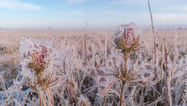 Frost-coated wildflower buds glistening at dawn on frosty meadow with hoarfrost crystals