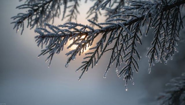 Hoarfrost-covered conifer branch catching sunrise light with dripping icicles