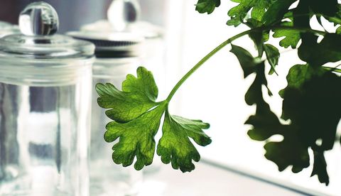 Fresh Green Parsley Leaf in Kitchen Setting