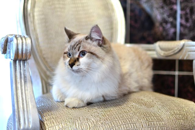 Elegant Fluffy Cat Resting on Classic Armchair in Bright Room - Download Free Stock Photos Pikwizard.com