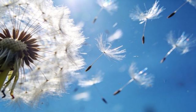 Dandelion seeds drifting across sunlit blue sky backlit macro nature close-up