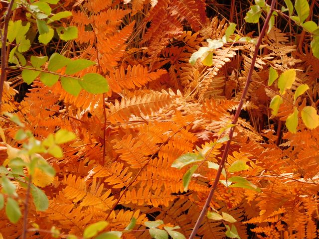 This image captures the vibrant orange fern leaves in a forest during autumn, offering a closeup view of the seasonal change in nature. Ideal for use in autumn-themed designs, nature blogs, botanical studies, and any context where vibrant fall foliage is appreciated.
