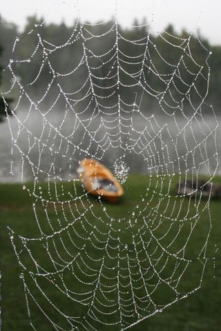 Dew-dotted spiderweb framing orange kayak on misty lakeshore