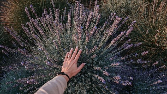 Top-down hand touching lavender bush radiating radial spikes in golden evening light
