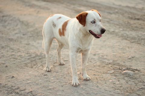 Lone White Dog with Brown Spots Standing on Dirt Road