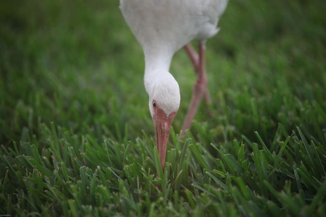 White Ibis Foraging in Grassland - Download Free Stock Photos Pikwizard.com