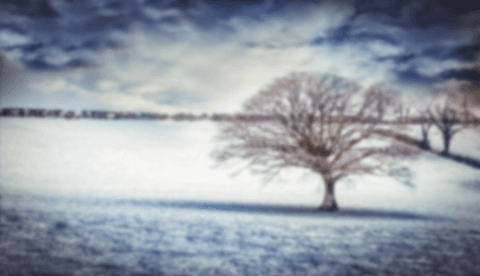 transparent silhouette of bare tree on snowy field - Download Free Stock Videos Pikwizard.com