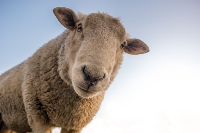 Curious sheep standing against clear sky, ideal for themes related to farming, livestock, rural life, and nature. This image can enhance blog posts, educational materials about animals, and agricultural advertisements.