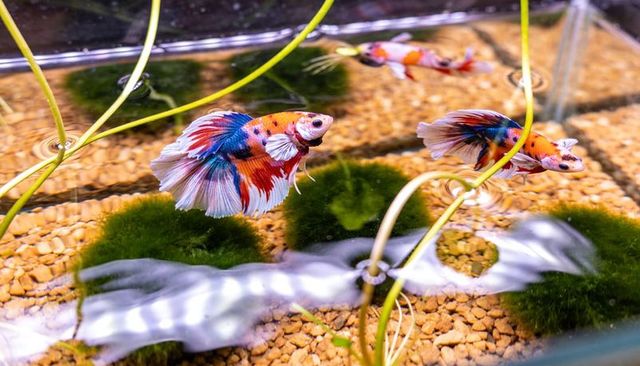 Swimming multicolor koi-pattern betta showcasing flowing fins with marimo moss balls