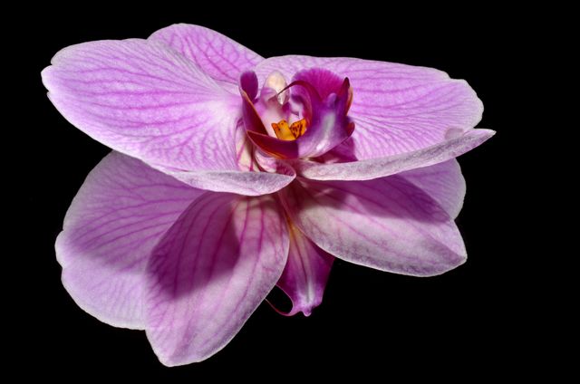Close-up showing vibrant pink orchid against black background. Perfect for botanical illustrations, floral art prints, interior decor, greeting cards, nature-themed designs, or advertisements for florists and gardening products.