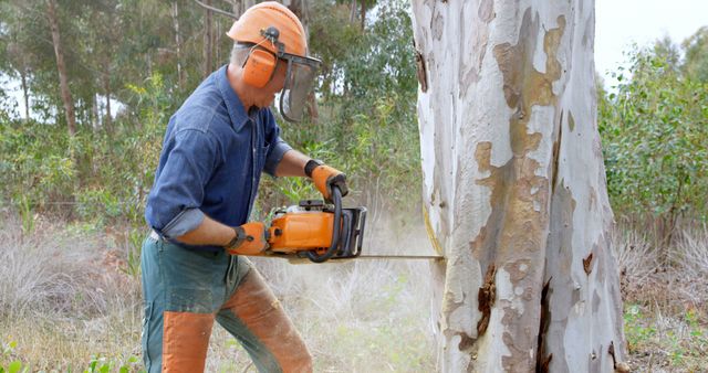 A middle-aged man is cutting down a tree using a chainsaw, wearing safety gear including a helmet and ear protection. His focused work in a wooded area highlights the importance of safety equipment during such tasks.