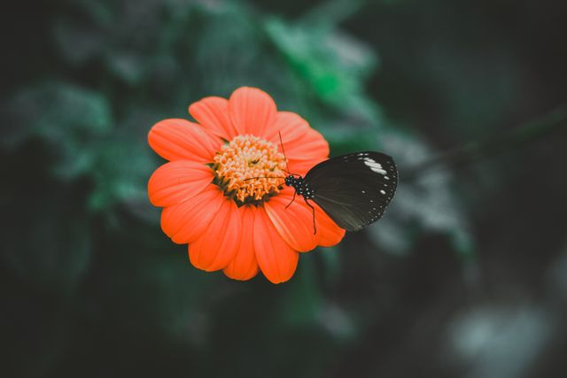 Black Butterfly on Orange Flower in Natural Garden Setting - Download Free Stock Photos Pikwizard.com
