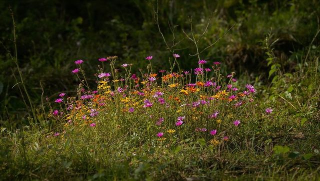 Sunlit wildflower cluster blooming in meadow with magenta and yellow daisies