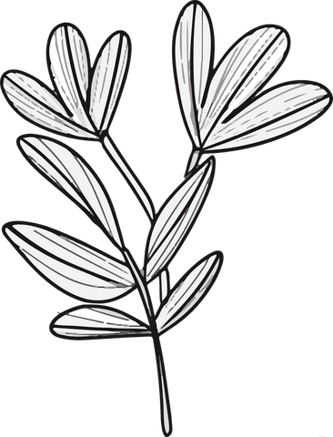 botanical line art branch with hatched leaves on transparent background - Download Free Stock Videos Pikwizard.com