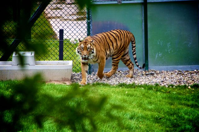Aggressive Tiger Prowling in Enclosure - Download Free Stock Photos Pikwizard.com
