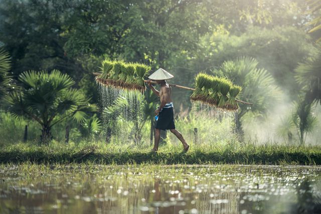 Farmer Carrying Freshly Harvested Rice Seedlings in Traditional Asian Landscape - Download Free Stock Photos Pikwizard.com