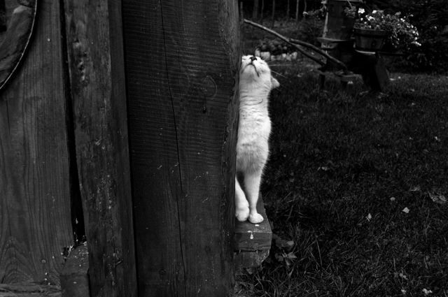 Cat rubbing face against a wooden post in a garden. Ideal for use in animal care blogs, vintage-themed designs, and articles about the bond between pets and owners. Captures playful, peaceful moment.