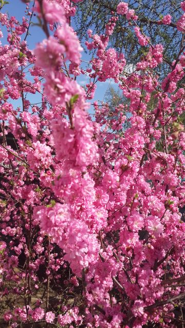 Close-up of Vibrant Pink Cherry Blossoms in Spring - Download Free Stock Photos Pikwizard.com