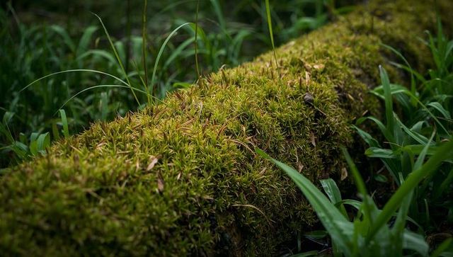 Moss-covered log running diagonally through shaded forest floor with grass and leaf litter