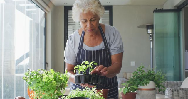 Elderly woman tending to potted plants in a contemporary indoor setting, showcasing a nurturing and healthy lifestyle. Ideal for use in publications about senior hobbies, gardening tips, indoor plant care, and promoting active retirement living.