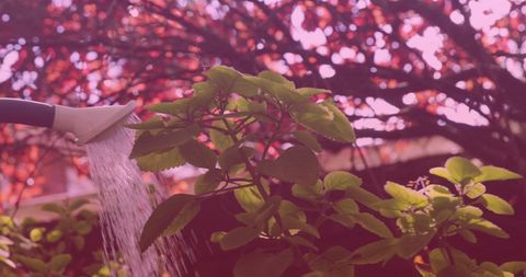 Watering Vibrant Garden Landscape Highlighting Sustainable Care