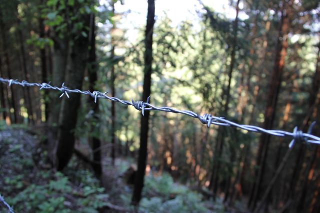 Barbed wire fence running through forested area with sunlight filtering through trees. Ideal for illustrating concepts of security, boundary protection, and nature conservancy. Can be used in articles, security blogs, environmental protection publications, or outdoor-themed websites.