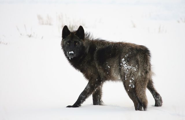 Black wolf trekking through a snowy landscape. Ideal for nature and wildlife publications, winter-themed articles, or materials related to predators and wild animals in their natural habitat. Can be used for educational content on wildlife, wildlife conservation promotions, or as a striking visual in outdoor adventure advertisements.