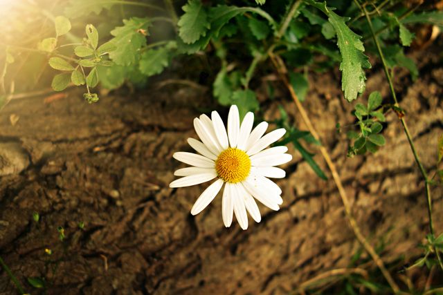 Featuring a solitary white daisy flower resting on a tree trunk with sunlight softly illuminating it. Ideal for themes of nature, simplicity, beauty, environment, outdoors, and floral design. Perfect for environmental campaigns, gardening advertisements, and natural beauty promotions.