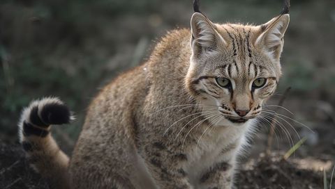 Staring wildcat crouching on scrubland edge showing whiskers and ringed tail, tawny camouflage