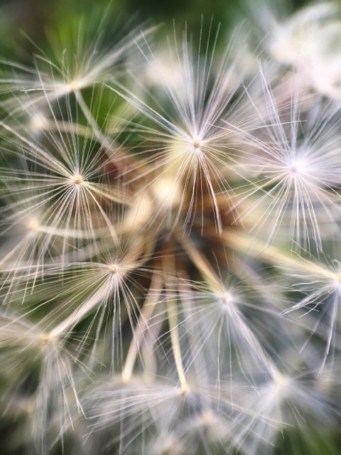 Macro view of dandelion seeds showcasing delicate, fluffy filaments radiating from the center. This image captures the intricate details and airy texture of each seed, making it perfect for nature-related designs, botanical studies, or themes that emphasize delicacy and natural beauty.