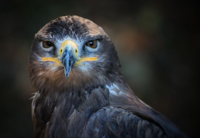 Close-Up of Majestic Eagle with Intense Gaze in Dark Background - Download Free Stock Photos Pikwizard.com