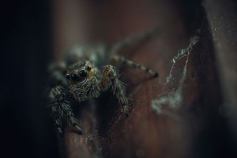 Macro jumping spider peering from aged wooden surface with web strands and moody lighting