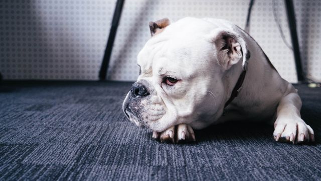 A bulldog lying on an office carpet under a desk, looking pensive and relaxed. Perfect for illustrations about friendly office environments, pet-friendly workplaces, animal moods, and dog behaviors. Ideal for blogs about pet care, dog-friendly offices, and creating a comfortable work atmosphere.