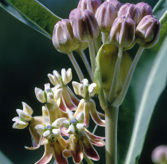Close up of pink milkweed over green leaves created using generative ai technology. Flowers, harmony and nature concept, digitally generated video.