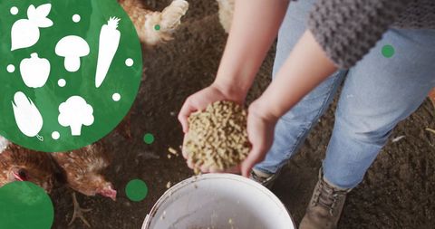 Person Feeding Chickens on Sustainable Poultry Farm with Vegetable Graphics - Download Free Stock Images Pikwizard.com